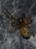 Amaurobius sp.